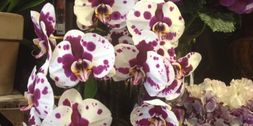 Nos-fleurs-violettes-01
