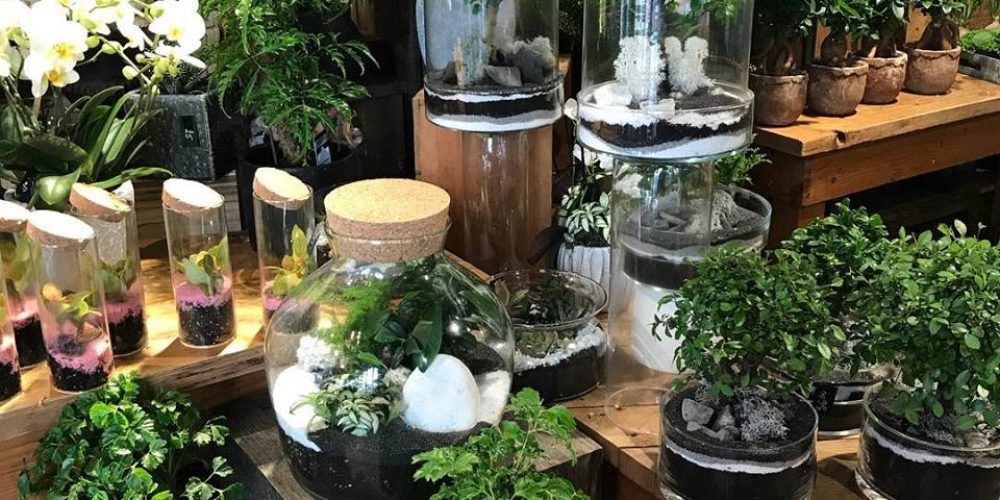 leparcfleuri-Terrariums-actu-photo6