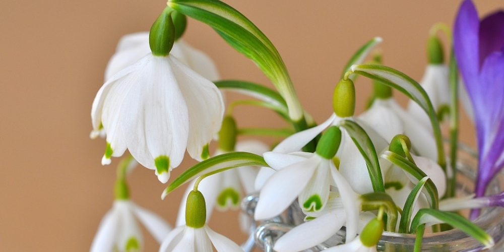 leparcfleuri-actu-muguet