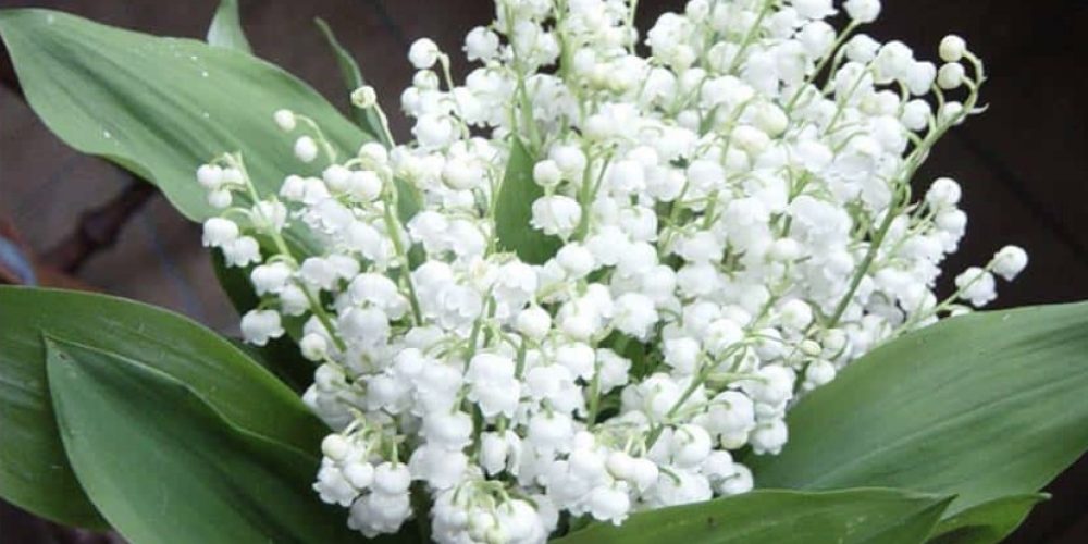 muguet-le-parc-fleuri-1