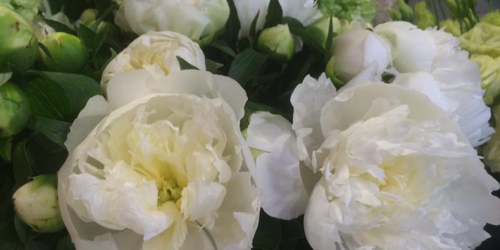 pivoine
